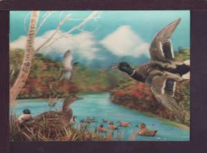 Mallard Ducks Bird 3-D Post Card 2794