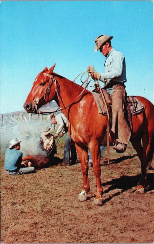 Branding Calves West Nyack New York Chrome Postcard C086