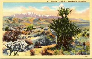 Cholla Cactus and Spanish Bayonet On The Desert Curteich