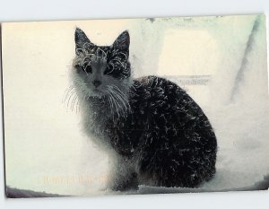 Postcard Cat Caught in An Early Storm Summit of Mt. Washington New Hampshire USA