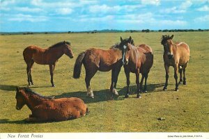 Postcard Animals English grass horse New forest ponies