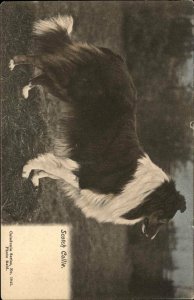 Beautiful Scotch Collie Dog c1910 Postcard