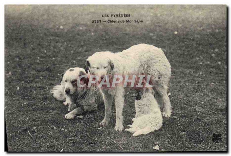 Old Postcard Pyrenees Mountain Dogs Dog