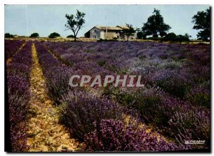 Postcard Modern Reflections of Provence Lavender Field