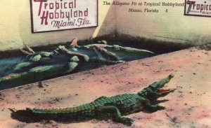 Vintage Postcard Alligator Pit At Tropical Hobbyland Miami Florida Novelti Craft