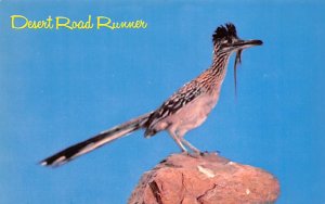The Desert Road Runner View Images 