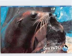 Postcard Sea World Orlando Florida USA