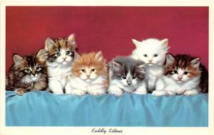 Cat Post Card Old Vintage Antique Kuddly Kittens, CK-278 Cat Postcard Unused