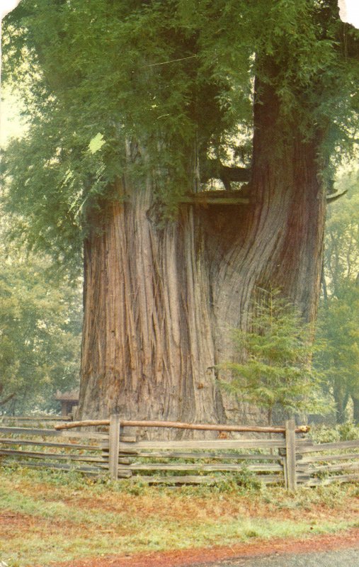 10074 The Grandaddy Tree, Redwood Highway, Garberville, California