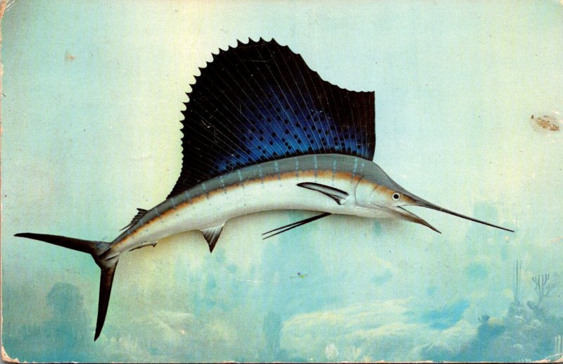 Florida Sport Fish The Sailfish