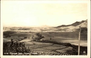 Hawaiian Islands Hawaii Pineapple Fields H-79 Real Photo Vintage Postcard