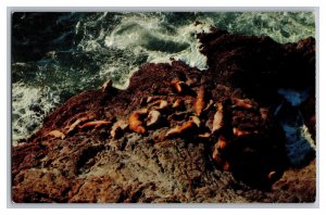 Vintage Postcard OR Oregon Coast Highway 101 Sea Lions