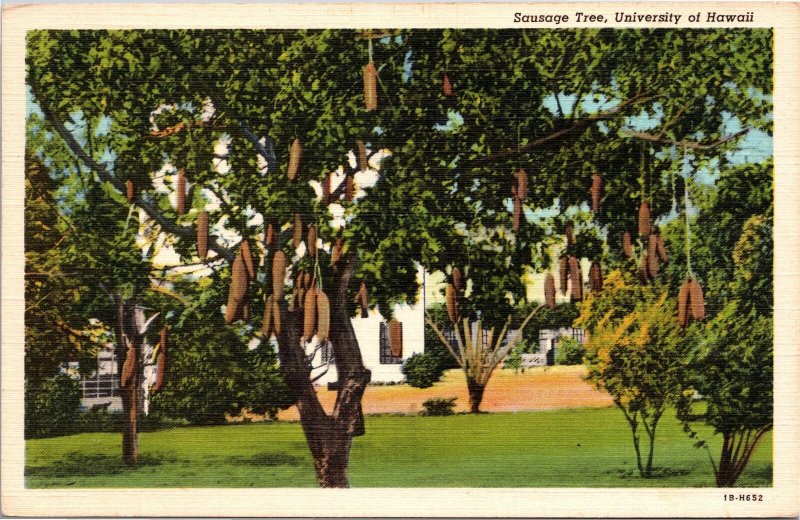 VINTAGE POSTCARD THE SAUSAGE TREE AT THE UNIVERSITY OF HAWAII c. 1940s