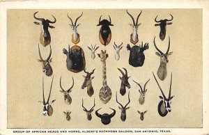 Group Of African Heads And Horns Albert's Buckhorn Saloon - San Antonio, Texa...