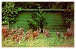 Postcard ANIMAL SCENE Catskill New York NY AT3544