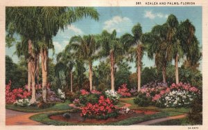 Vintage Postcard 1936 Azalea & Palms Fruits & Flowers Garden Palm Trees Florida