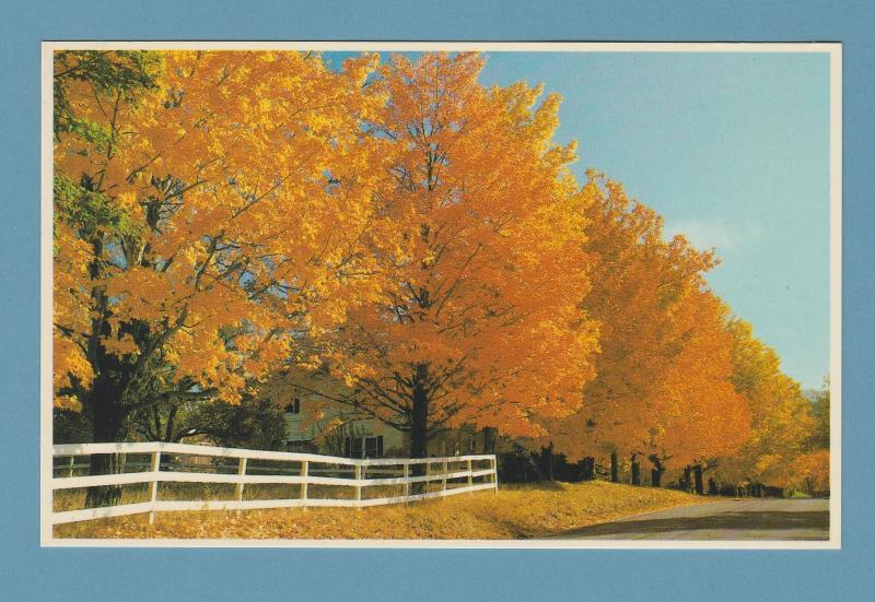 Fall Trees Scenery White Mountains New Hampshire Postcard