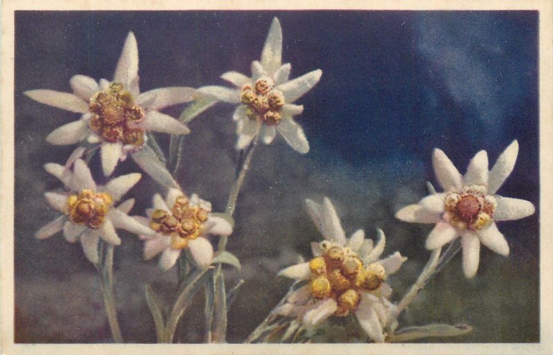 Postcard edelweiss wild flowers