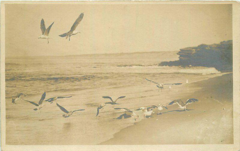 Coast Seagulls C-1910 La Jolla San Diego California RPPC Photo Postcard 4126