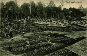 CPA AK Tabak zaadbeddingen. INDONESIA (169558)