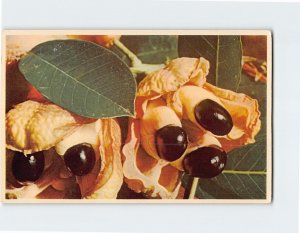 Postcard Ackee Pods, Native Fruit of Jamaica