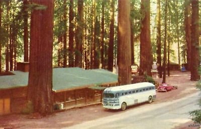 LANE'S REDWOOD FLAT RESORT NEAR EEL RIVER CALIFORNIA