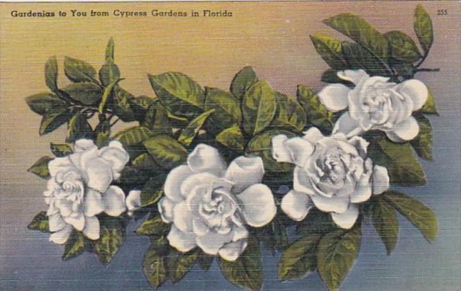 Florida Cypress Gardens Blooming Gardenias