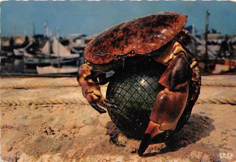 BF39345 france le crabe carb fish poisons   animal animaux