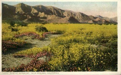 Desert Sunshine - Palm Springs, CA