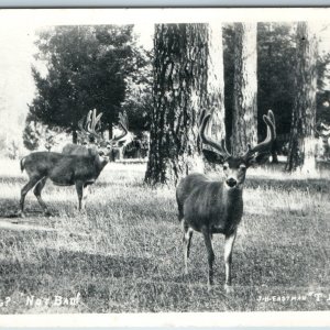 c1940s Cute Little Deer Hunting? Not Bad! RPPC JH Eastman T-1523 Photo PC A199