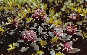 Rhododendron  - State Flower, West Virginia WV  