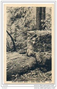 Seneca Trail , Cook Forrest Park , Pennsylvania , pu1942