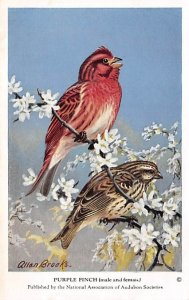 Purple Finch Artist Allan Brooks, Non  Backing Bird Non  Backing Unused 
