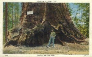 Base of Grizzly Giant - Yosemite National Park, California CA  