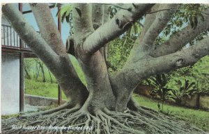 America Postcard - Bermuda - Giant Rubber Tree - Planted 1847  A5750