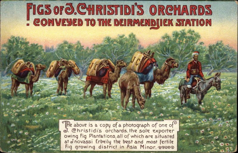 Figs J Christidi Orchards Camels Asia Minor Inovassi Erbeily c1910 Postcard 