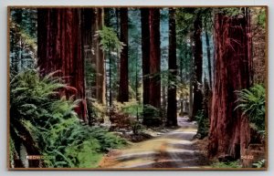 Redwoods California Fred Martin Hand Colored Gilded Photo Postcard I29