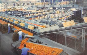 Interior of largest citrus packinghouse, where visitors are welcome Florida, ...