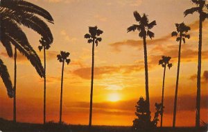 Native Palms the a Gorgeous Southern California Sunset