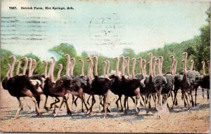 7447. Ostrich Farm Hot Springs AR Postcard PC18