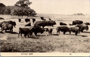 Texas Buffalo Herd