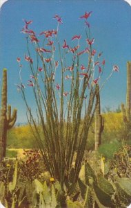 Ocotilla Flowers