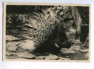 199471 RUSSIA Leningrad ZOO porcupine old postcard