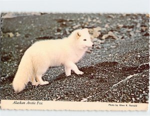 Postcard Alaskan Arctic Fox, Alaska