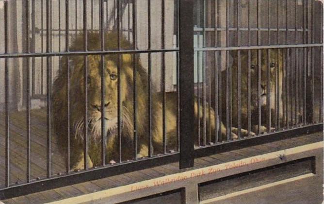 Ohio Toledo Lions At Walbridge Zoo