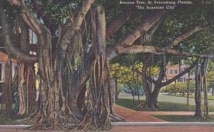 Florida Banyan Tree Saint Petersburg The Sunshine City 1956