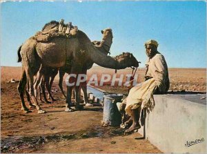 Postcard Modern South Algerian One point Water Camel