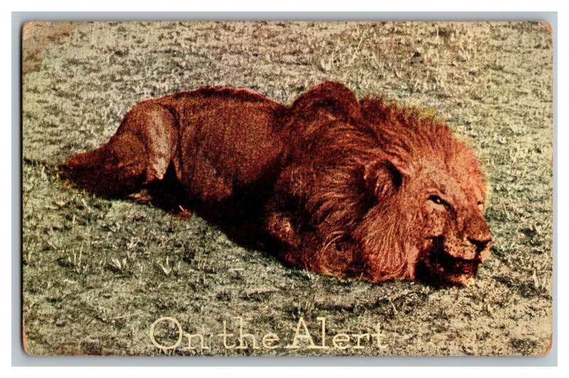 On The Alert Lion Photographed At Close Range Vintage Standard View Postcard 