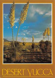 Desert Yucca - 