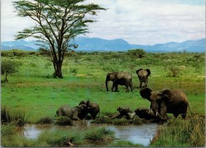 Micato Safaris Nairobi Kenya Postcard PC514